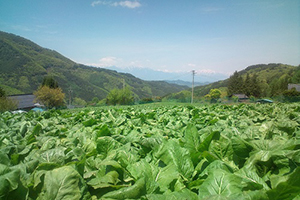 野沢菜　圃場